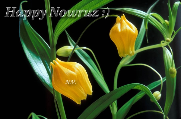 Happy Nowruz :)